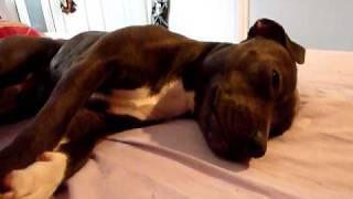 Good Morning Mia Blue Stafford Terrier