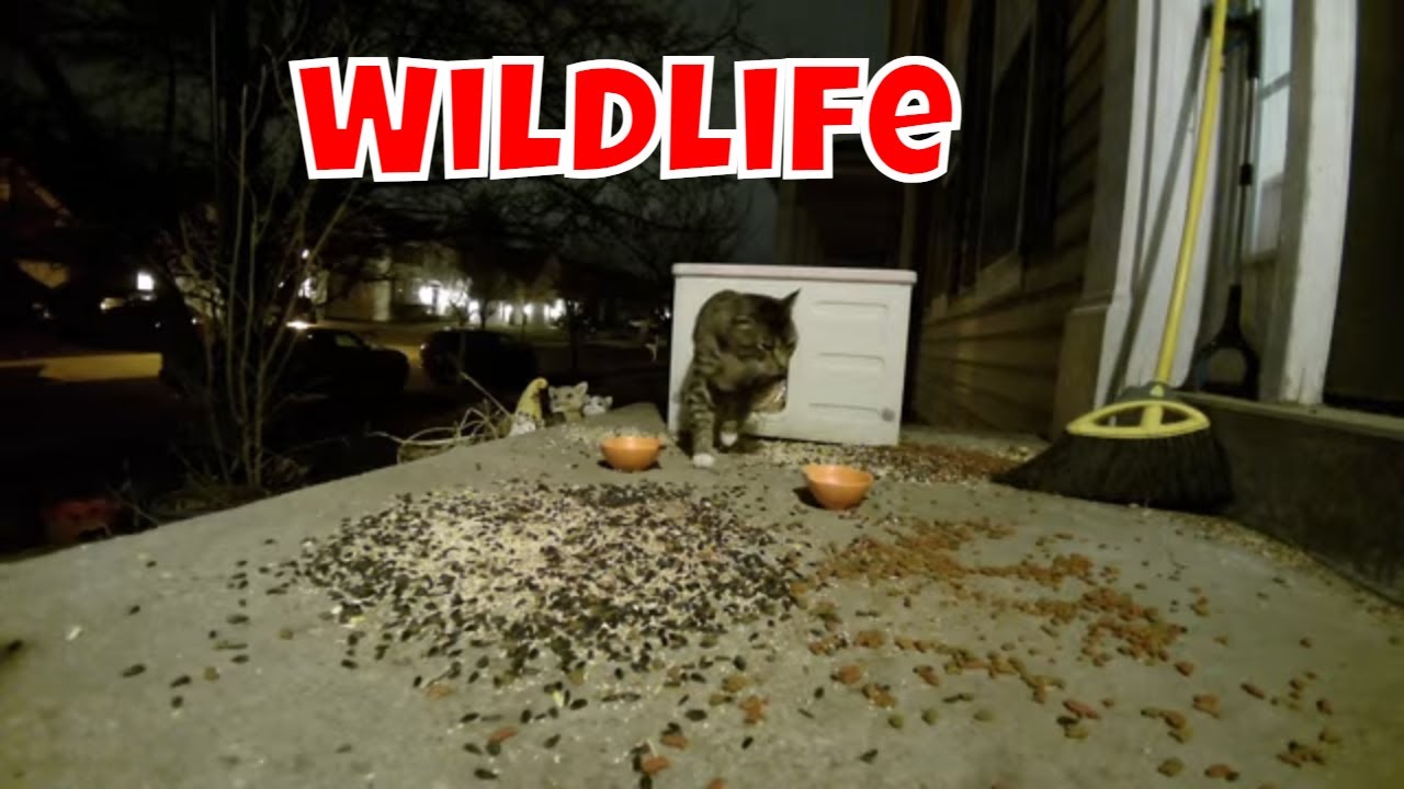 Live Wildlife Ambience Cam Saturday! 🐦😻🦝🦌🦌🦊