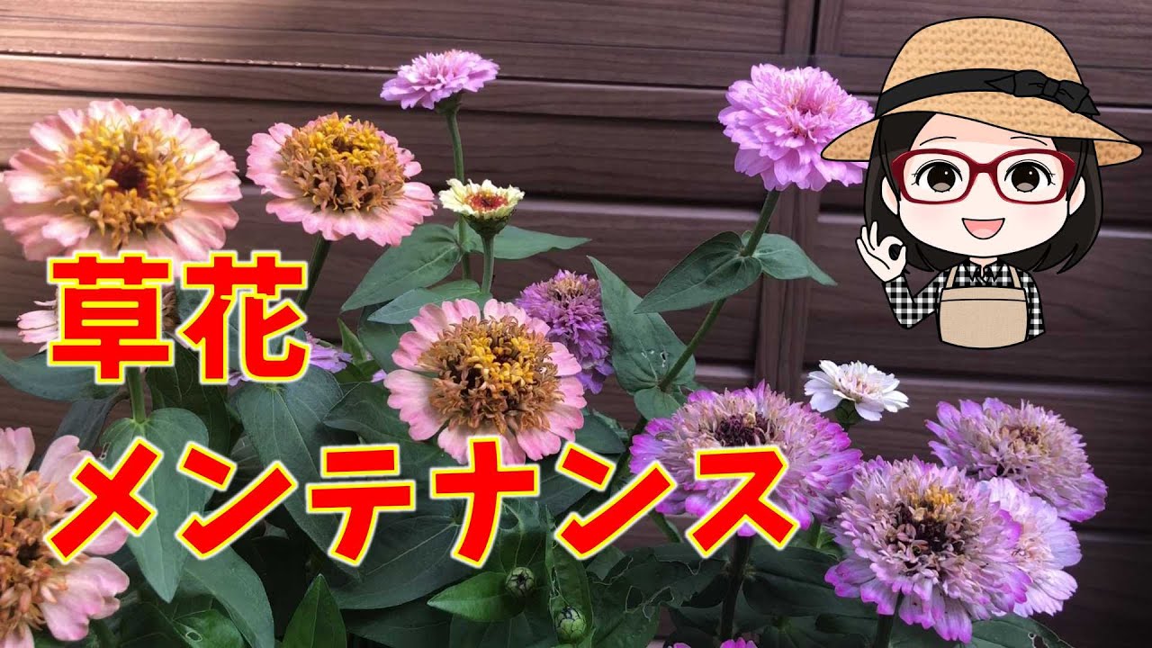 100円エキナセアの寄せ植え〇ジニアシンデレラ〇プリムラ〇ポンポン