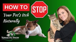 Natural Remedies for Cat and Dog Itching (Stop the Itch)