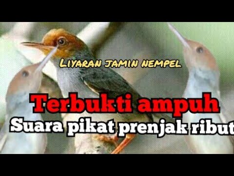 Suara Pikat Prenjak Klawu Ribut ll Suara Pikat Prenjak Kepala Merah Ribut