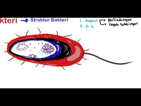 STRUKTUR DAN CIRI BAKTERI