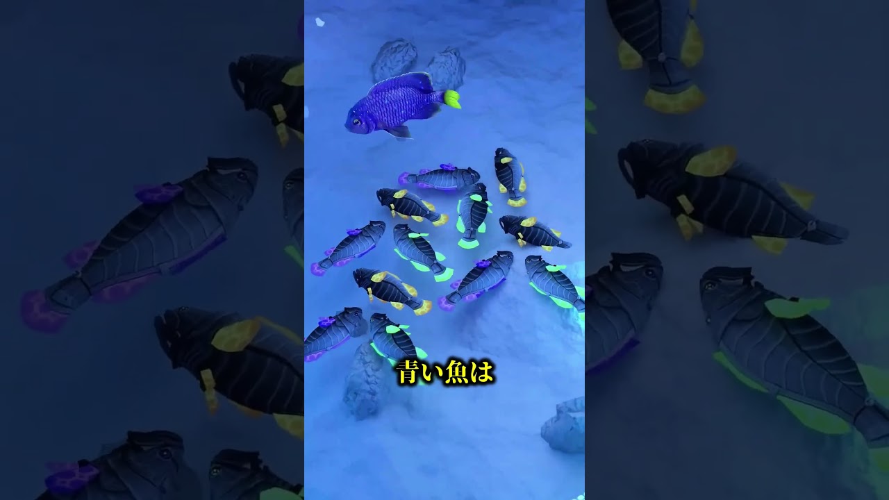 青い魚を追いかけた話