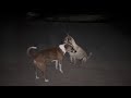 Dog viral dog animals vlog