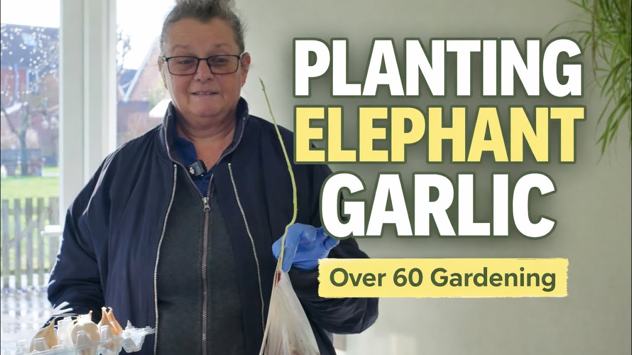 Planting Elephant Garlic Late 🧄 | Veg Patch & Compost