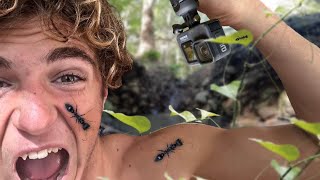 Exploring remote rainforest in search of Australian natives! - pt:1