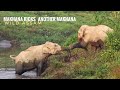 RIVAL BULL ELEPHANTS MAKHANAS FIGHT IN THE HERD  || 14.10.2020