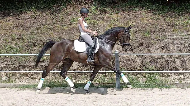 Hannover dressage - Daniel Volante -