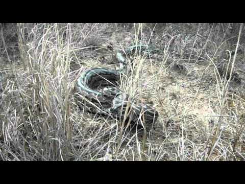 African Rock Python Striking