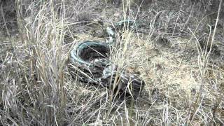 Famous African Rock Python Striking Net Worth