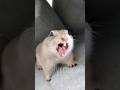 This Squirrel Screams Like a Human 😳😂