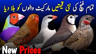 finches price in pakistan | gouldiyan finch new price 2025 | all finches price 2025 | finches price