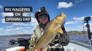 BIG Walleyes in SHALLOW Water!