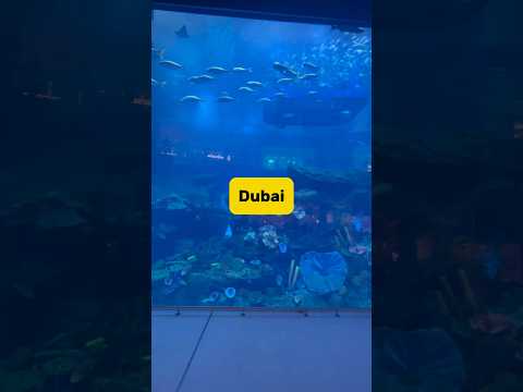 Dubai Mall | Dubai Aquarium | Dubai UAE #refinedroaming #travel #viralshorts