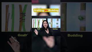 Grafting Vs Budding