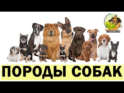 Лучшие породы собак || ДРЕССИРОВКА СОБАК || "CHAMPION"