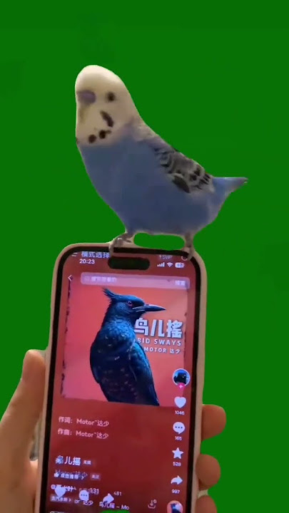 Green screen material Bird shake green screen material