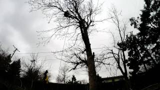 Silver Maple Pruning timelapse