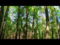 Forest ringtone.