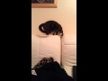 Cat gets stuck