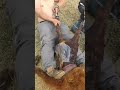 How to Safely Pull a Calf During a Difficult Birth