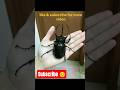 #rhino beetle #cute # wee # fight # fighter