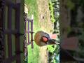 #northerncardinal #cardinal #birds #wyze #chesapeake