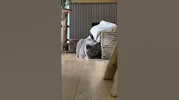 When your cat thinks he