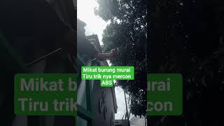 Download Lagu MIKAT BURUNG MURAI TIRU TRIKNYA MERCON ABS MP3