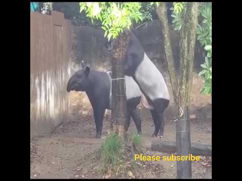 tapir mating #shorts #trending #animal
