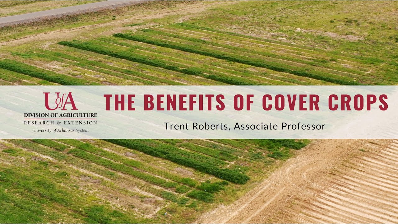 The Benefits of Cover Crops YouTube