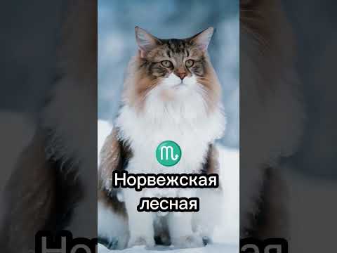 Какая порода кошек подходит тебе по знаку зодиака 🤔 часть 2 #cat #catsfacts