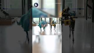 Robot Dog Given Sparkly Costume by Boston Dynamics