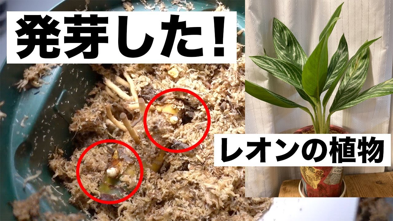 アグラオネマ カーティシー レオンの植物 の増殖その後 Youtube