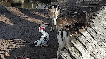 Hertenkamp van Reenenpark/ Bergen NH/18 Februari 2025