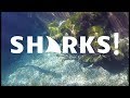 Swimming with Sharks and Manta Rays | Typhoon Lagoon | Walt Disney World Orlando (HD)