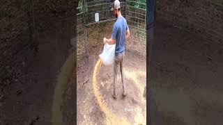 jebakan babi hutan di kebun jagung