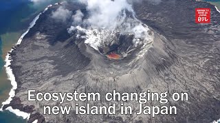 Ecosystem changing on new island in Japan