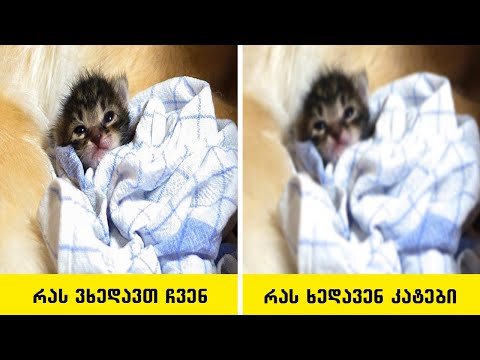 ვიდეო: როგორ ხედავენ კატები