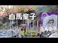 白馬童子(高野政次&amp;コロムビア児童合唱団) ♪唄:ゆかたのきみ