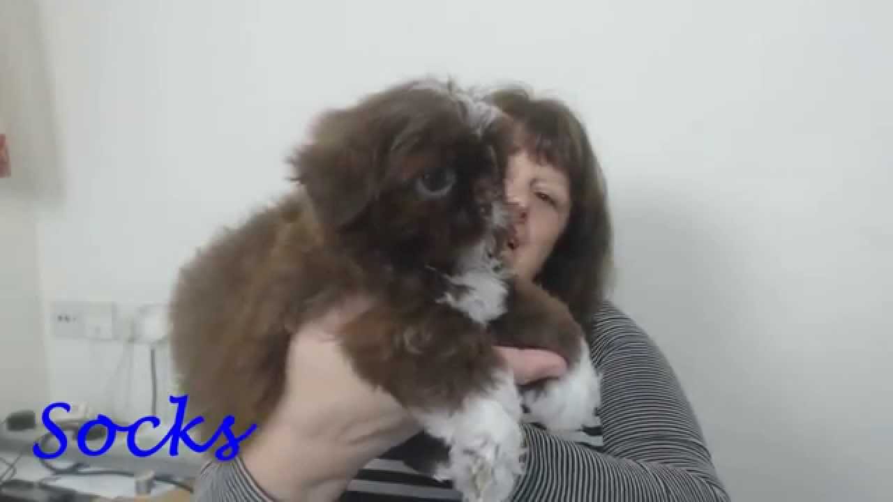 karashishi imperial shih tzu