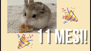 Vanillo Mangia La Torta Del Suo Compleanno Celine B.