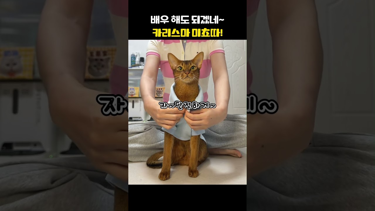 나 보다 잘생겼네ㅠㅠ#고양이 #cat