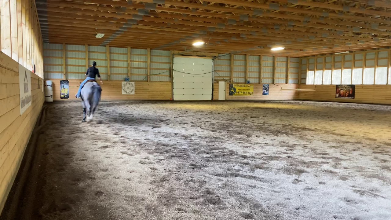 WandaDee Performance Horses+ - YouTube