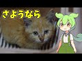 ねこ南瓜ちゃんねるの最後の猫動画です…