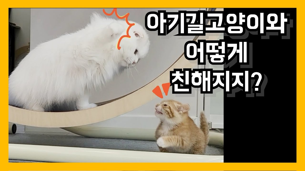 새끼 길고양이와 집 고양이는 어떻게 친해질까? | how to play with baby stray cat 