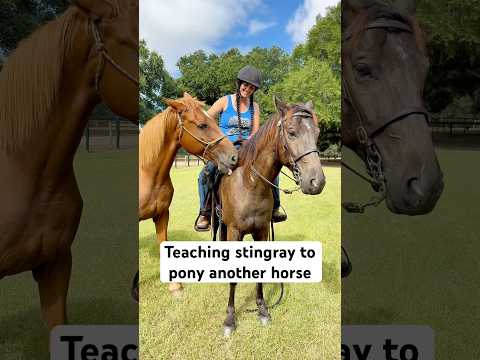 Stingray Learning All The Things Horse Horseriding Equestrian Western Cowgirl Horses Farm 