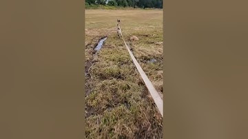 Belgian Malinois Scent Discrimination Trailing