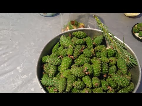 Wideo: Czy możesz jeść nasiona szyszek sosny?