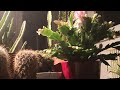 Kaktus Pflege Blüte Standort